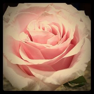 Meet your Posher, Barbie